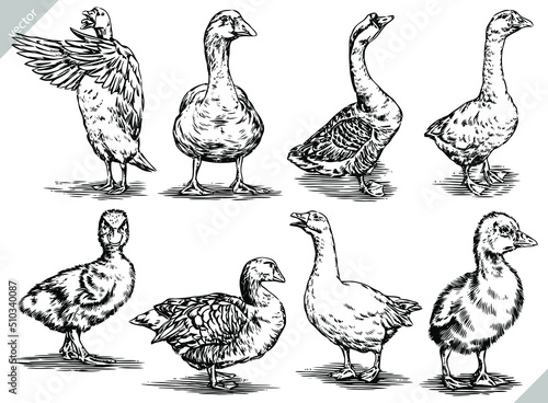 Fotobehang black and white engrave ink draw isolated duck vector set illustration