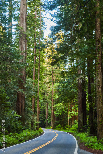 Redwood trees alongside clean road through forest