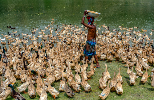 Ducks feeding in a farm in Bangladesh. photo
