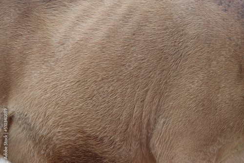 Asian brown cow fur texture. southeast sulawesi, Indonesia 