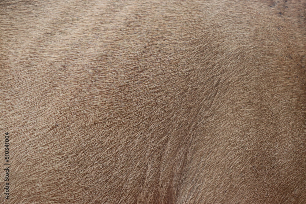 Asian brown cow fur texture. southeast sulawesi, Indonesia
