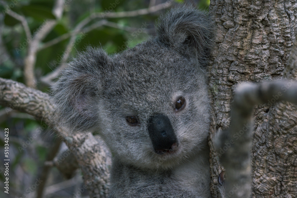 Obraz premium BABY KOALA