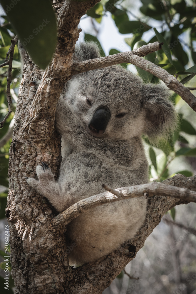 Fototapeta premium BABY KOALA