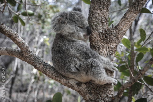 BABY KOALA