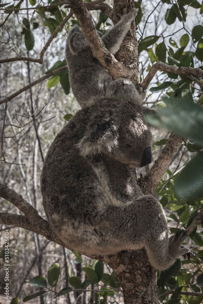 Obraz premium BABY KOALA