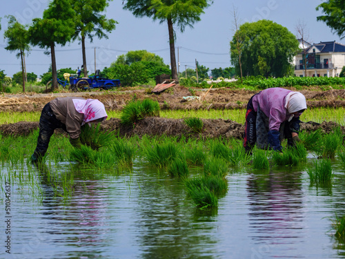 farmers transplanting rice in a paddy field