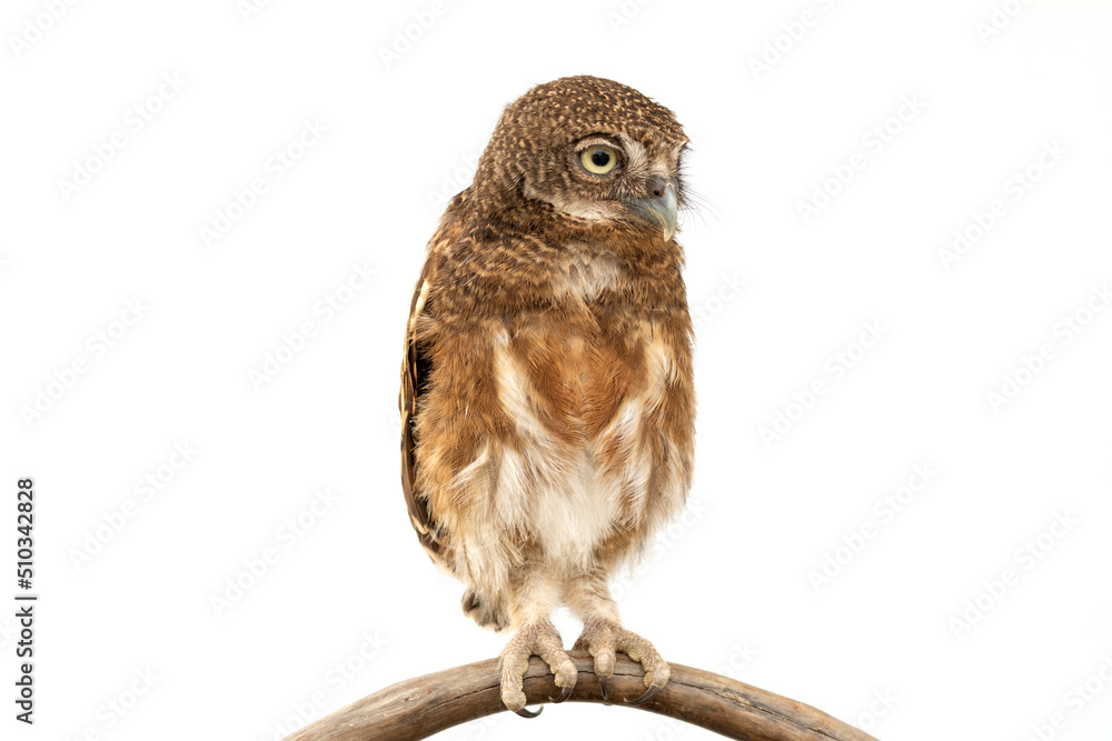 Little owl caught on a branch on isolated white background. The lucky owl for the new year. Burrowing owl. The large yellow owl eyes. Animal, Wildlife, Birds, Poultry. Little owl caught on a branch on isolated white background. The lucky owl for the new year. Burrowing owl. The large yellow owl eyes. Animal, Wildlife, Birds, Poultry.
