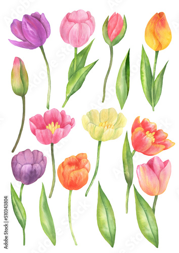 Set of colored tulips
