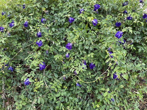 Anchan flower, a large bush bright blue beautiful