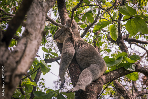 Fototapeta Naklejka Na Ścianę i Meble -  Koala Bear 