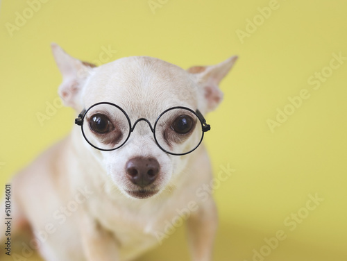 Fototapeta Naklejka Na Ścianę i Meble -  brown short hair Chihuahua dog wearing eye glasses,  sitting on yellow  background with copy space, looking at camera. Intelligent pet concept.