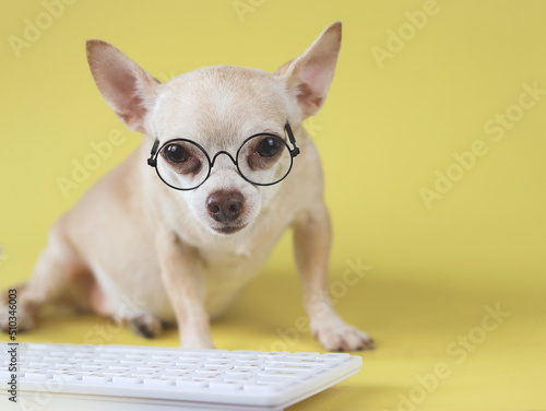  brown short hair Chihuahua dog wearing eye glasses,  sitting with computer keyboard on yellow  background. Dog working on computer.