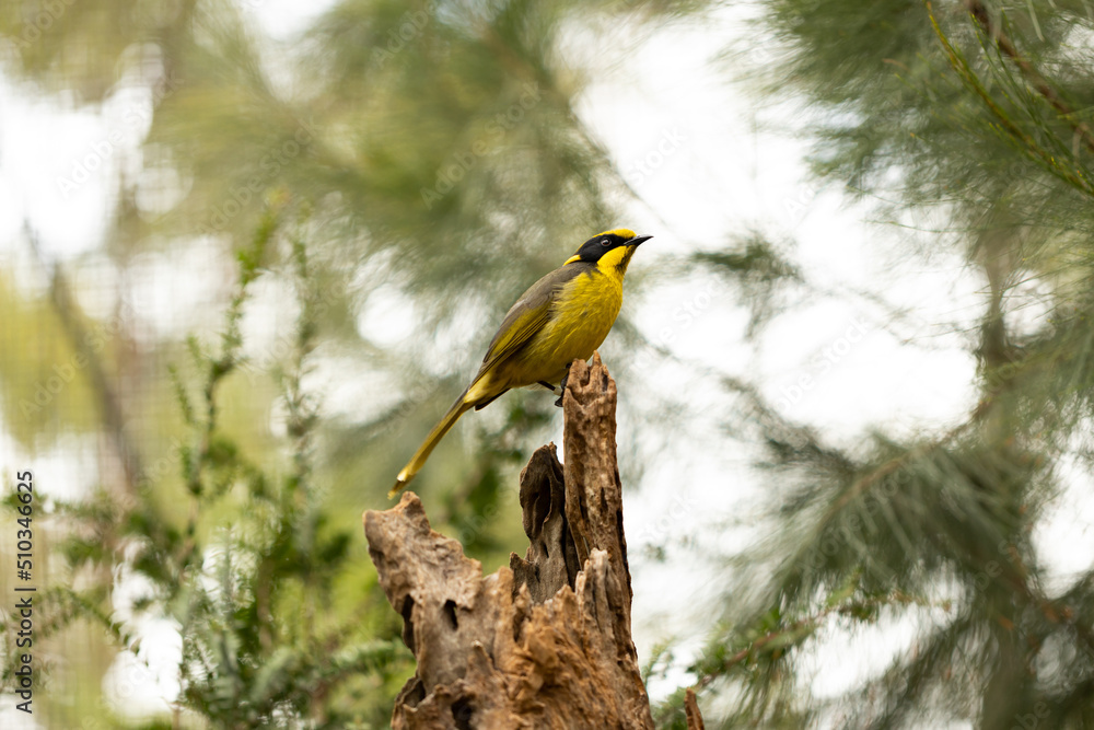 Naklejka premium Native Australian critically endangered helmeted honeyeater bird (Lichenostomus melanops cassidix) on a log in Victoria