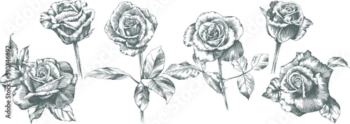 Photographie Rose flower outline vector. Hand drawn.