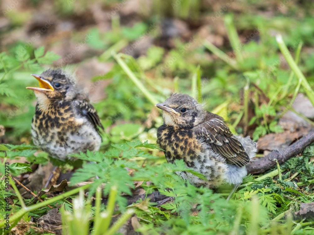 Two fieldfare chicks, Turdus pilaris, have left the nest and are sitting on the spring lawn. Fieldfare chicks sit on the ground and wait for food from its parents.