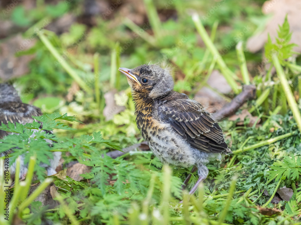 A fieldfare chick, Turdus pilaris, has left the nest and sitting on the spring lawn. A fieldfare chick sits on the ground and waits for food from its parents. A fieldfare chick, Turdus pilaris, has left the nest and sitting on the spring lawn. A fieldfare chick sits on the ground and waits for food from its parents.