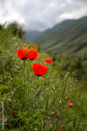 Close up shot of poppy flower blossom at mountain