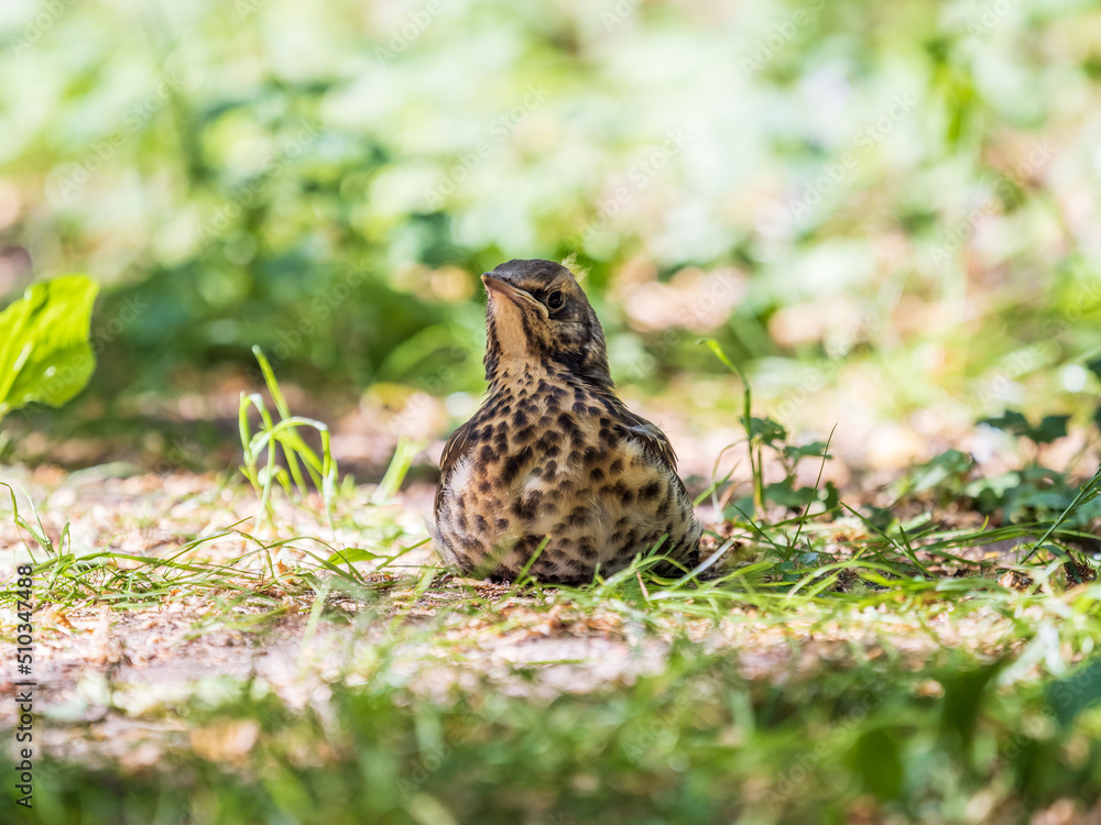 A fieldfare chick, Turdus pilaris, has left the nest and sitting on the spring lawn. A fieldfare chick sits on the ground and waits for food from its parents. A fieldfare chick, Turdus pilaris, has left the nest and sitting on the spring lawn. A fieldfare chick sits on the ground and waits for food from its parents.