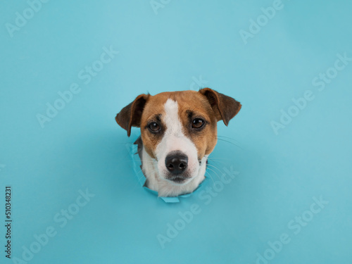 Funny dog muzzle from a hole in a paper blue background. 