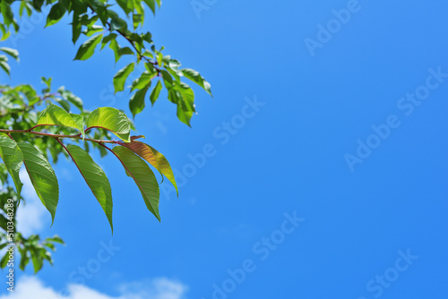 green leaves against blue sky