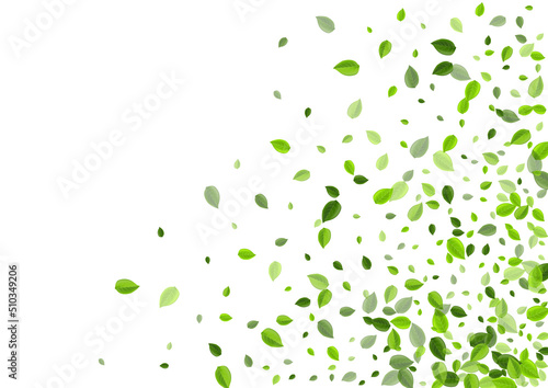 Green Foliage Swirl Vector Backdrop. Spring