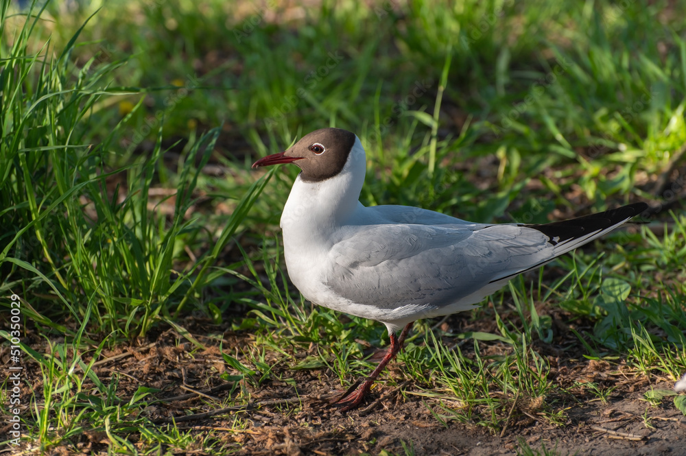 A seagull with a red beak, black head and gray wings gathers food A seagull with a red beak, black head and gray wings gathers food