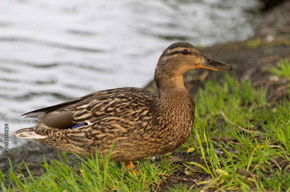 A brown duck gathers food in the grass near a pond and looks warily into the camera A brown duck gathers food in the grass near a pond and looks warily into the camera