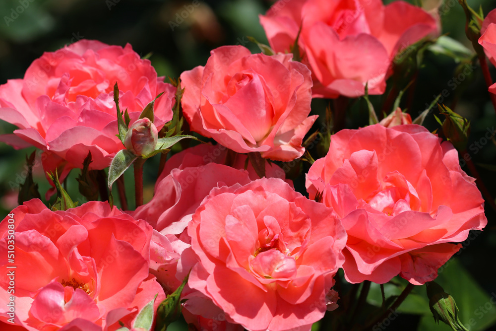 Pale pastel orange pink rose flower head of the Pale pastel orange pink rose flower head of the
