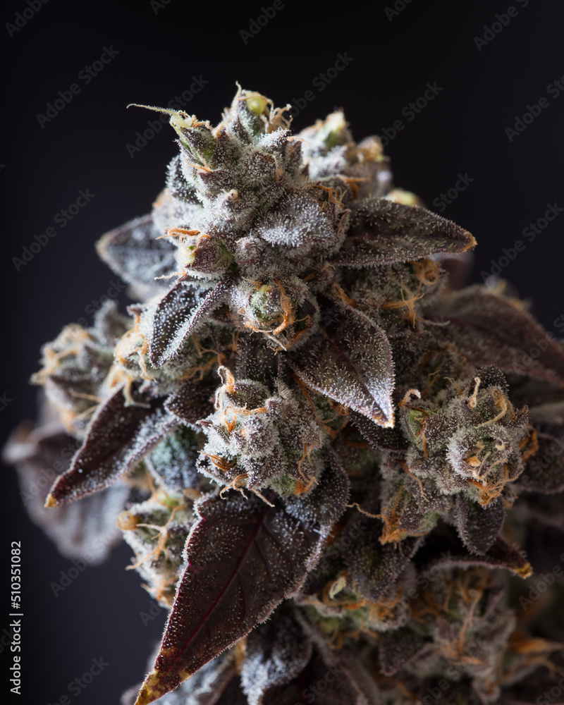 Ταπετσαρία Fresh cannabis flowers and buds. Marijuana plants with buds.