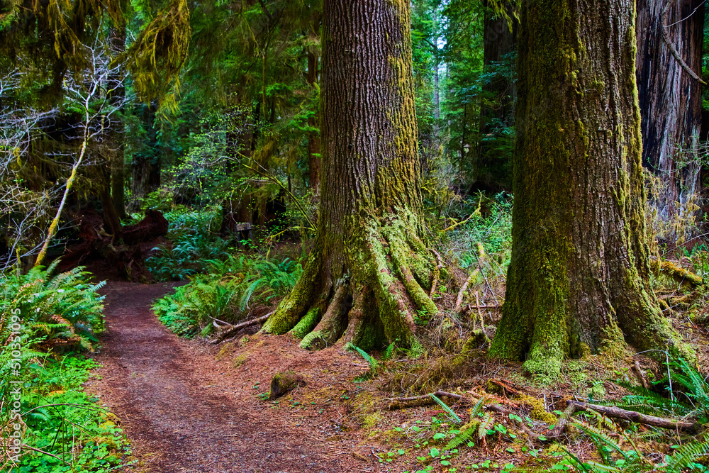 Trail for hikers to explore stunning Redwood forest