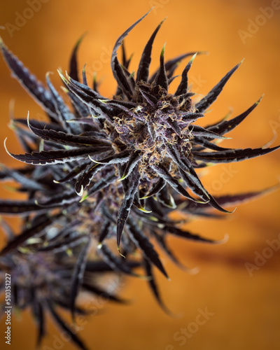Tableau sur toile Fresh cannabis flowers and buds. Marijuana plants with buds.