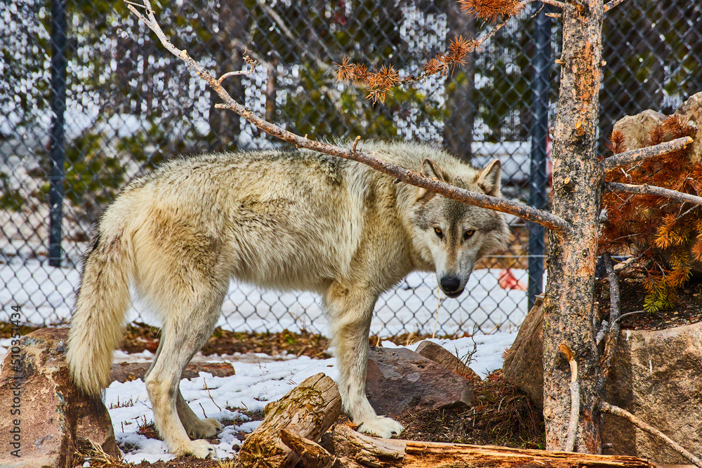 Fototapeta premium Lone grey wolf in caged area in winter