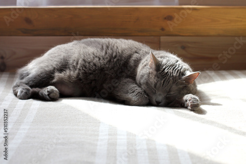 gray cat sleeps on a bed in the rays of sunlight. daytime relaxation in a warm atmosphere