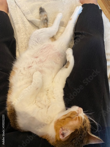 2 years old Ms. Macaron sleeping between human legs  adorable belly and the twisted  body  year 2022 June 12th Tokyo home  Japan