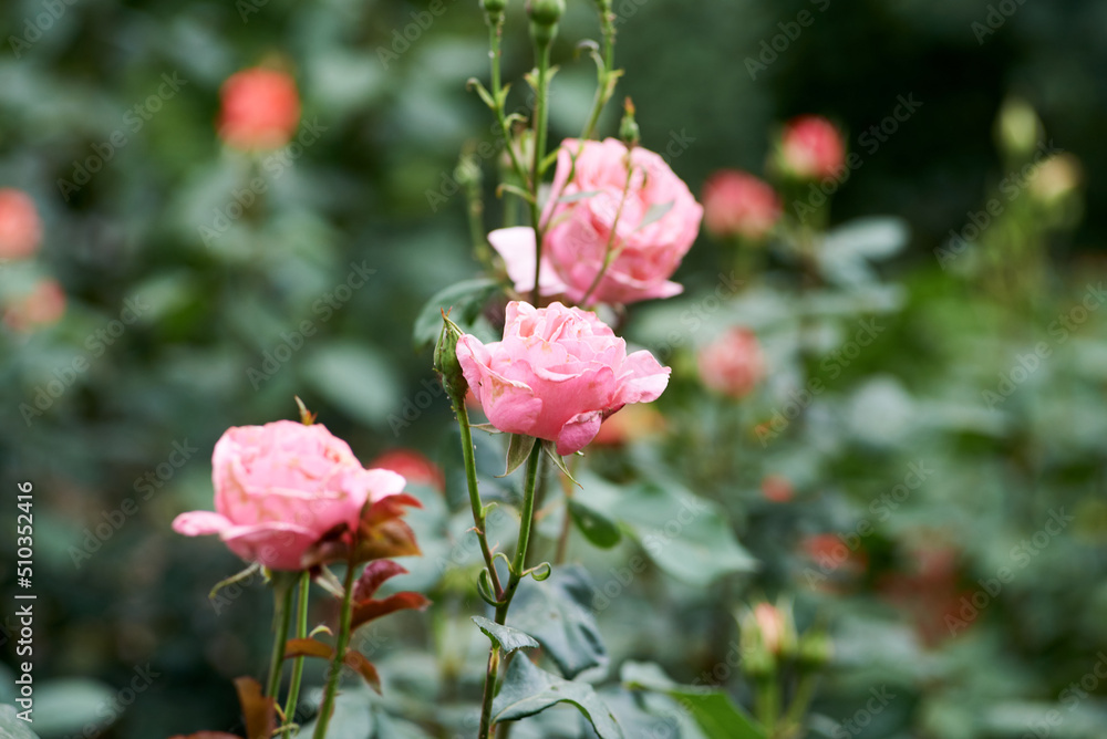 Bush of blooming pink roses in the garden Bush of blooming pink roses in the garden