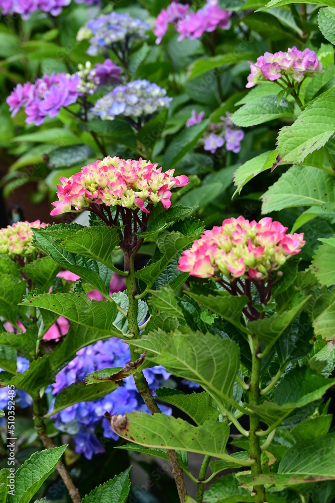 カラフルなあじさいが咲き競う