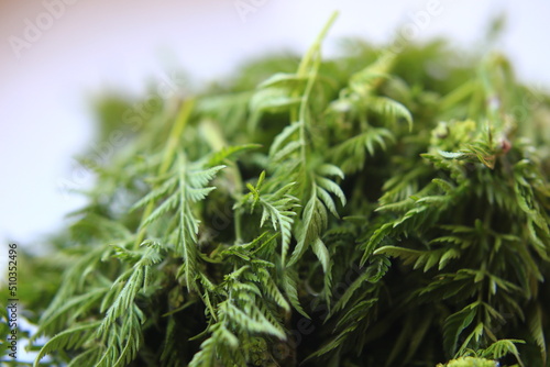 Fotografie Fresh and healthy chopped leaves of wild chervil (Anthriscus sylvestris)