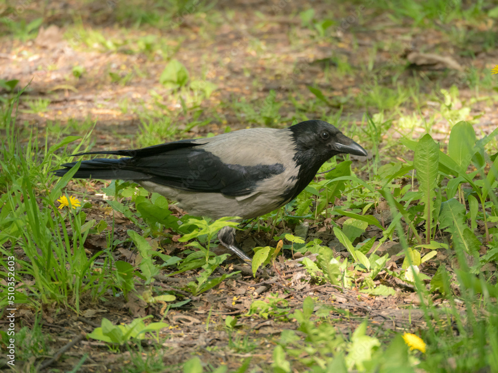 Obraz premium portrait of a gray crow