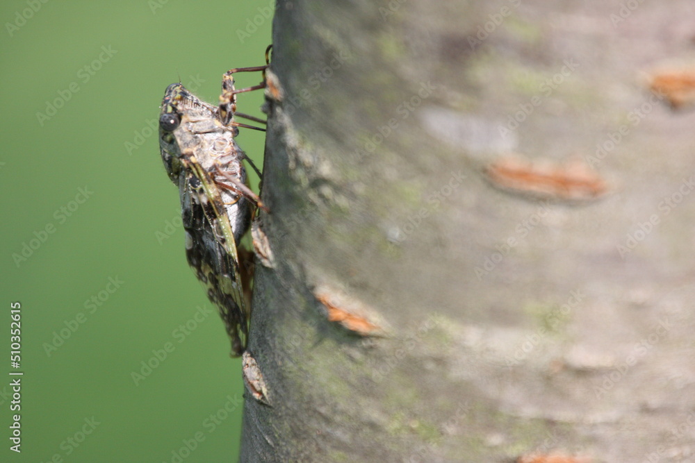 木の幹にとまるヒグラシ