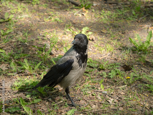 crow on green grass