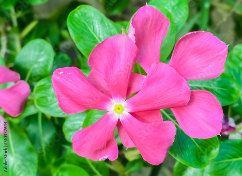 Madagascar periwinkle pink flower,Five-petaled flowers are blooming,.It is a plant that uses extracts to make cancer drugs.