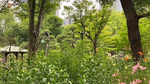 Bonsai gardeners working on the pine trees at the Hibiya park Tokyo Japan, year 2022 June 11th