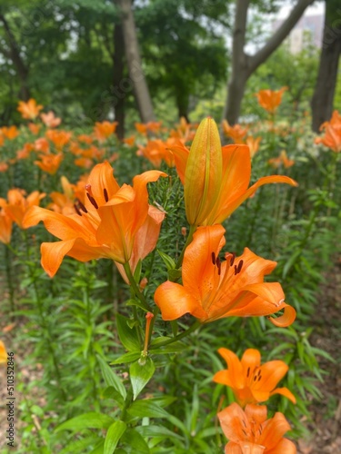 Orange lilies at the park of Hibiya Tokyo Japan, year 2022 June 11th