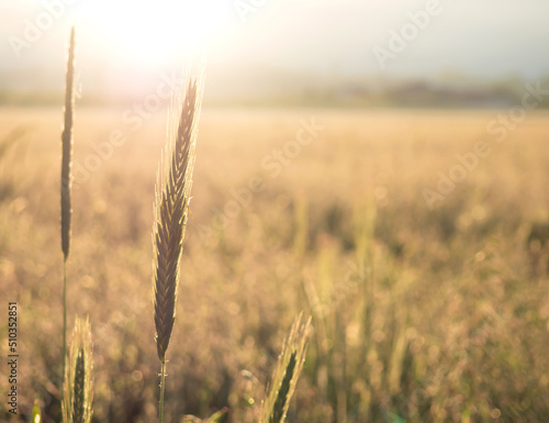 close-up of an ear of wheat at sunrise