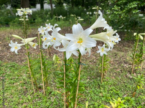 Beautiful white lilies at the park of Hibiya Tokyo, year 2022 June 11th photo