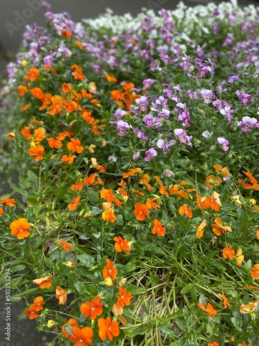 Little flower petals pots at the park of Hibiya Tokyo Japan year 2022 June 11th
