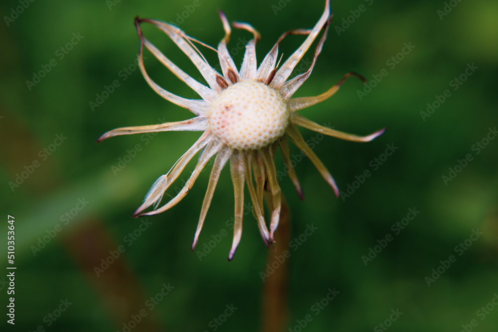 Dandelion close-up, bright dandelion, you can see the small details of the flower. Dandelion close-up, bright dandelion, you can see the small details of the flower.