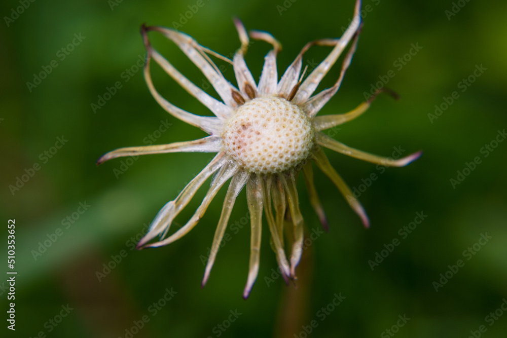 Dandelion close-up, bright dandelion, you can see the small details of the flower. Dandelion close-up, bright dandelion, you can see the small details of the flower.