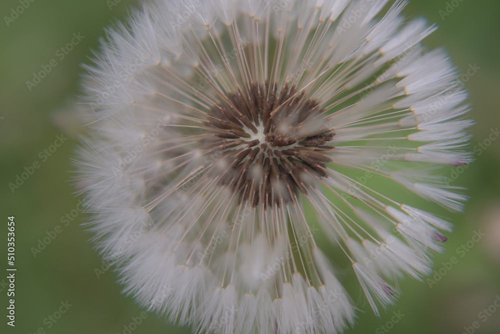Dandelion close-up, bright dandelion, you can see the small details of the flower. Dandelion close-up, bright dandelion, you can see the small details of the flower.
