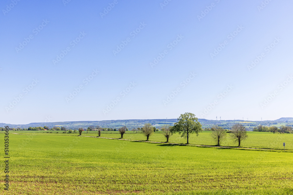 Fototapeta premium Landscape view with a tree-lined road by a field